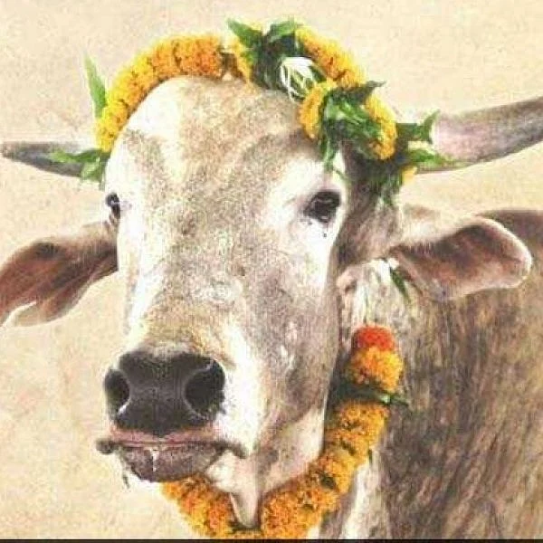 இளவரசருக்குத் திருமணப் பரிசாக 'காளை' - பீட்டாவின் யூனிக் கிஃப்ட்