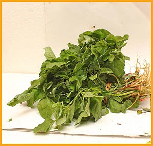 கோடை காலப் பராமரிப்பு