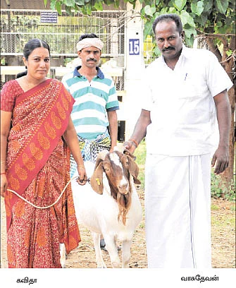 ஆடு +தென்னை +மா