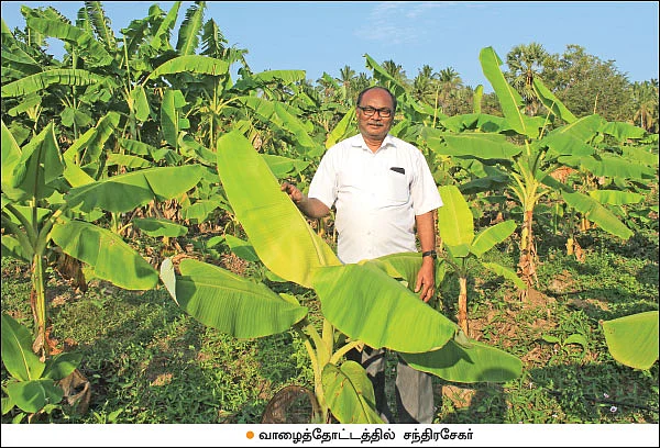 நாடன்... ரஸ்தாளி... கற்பூரவள்ளி... பூலாஞ்செண்டு... செவ்வாழை!