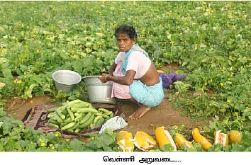 வெகுமதி கொடுக்கும் வெள்ளரி!