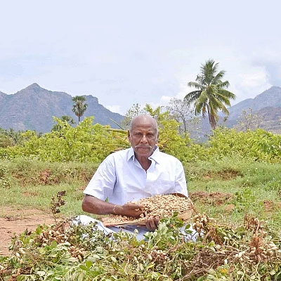 நிறைவான வருமானம் தரும் நிலக்கடலை!