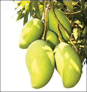 கிச்சன் கைடு!