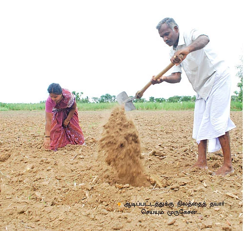 ஆடியில் விதைத்தால், நிலக்கடலைக்கு நல்ல விலை!