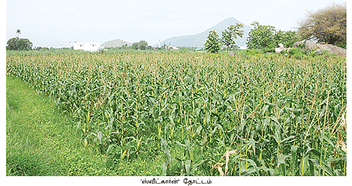 இனிப்பான லாபம் கொடுக்கும் 'ஸ்வீட் கார்ன்’