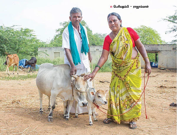 "பசுமாட்டு வருமானத்தில் பந்தாவா கல்யாணத்தை நடத்தினோம்!"