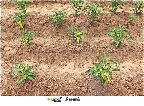 கலப்புப் பயிரில் கலக்கல் வருமானம்!