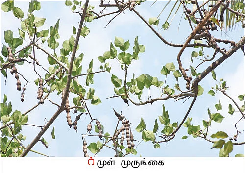 நல்மருந்து தெரிந்த செடிகள்... தெரியாத பயன்கள்! - 15