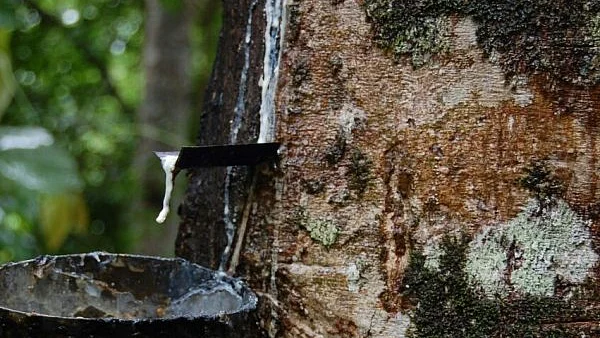 ரப்பர் மரம்
