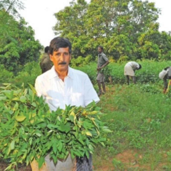 17 Lakhs from from 12 acres... An award winning farmer Nagaratnam Naidu! - (Part 3)