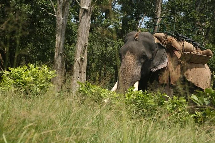 `இந்தப் பசிதான் யானைகளின் துயரங்களுக்குத் தொடக்கப்புள்ளி!' யானைகளின் சர்வைவல் கதை