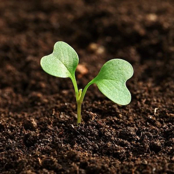 மண்ணுக்கும் மணலுக்கும் வித்தியாசம் தெரியுமா? #WorldSoilDay