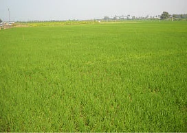 ''என் ஊரின் மண் வாசனை!''