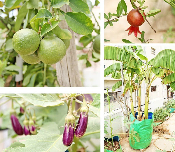 வீட்டுக்குள் விவசாயம் - 11