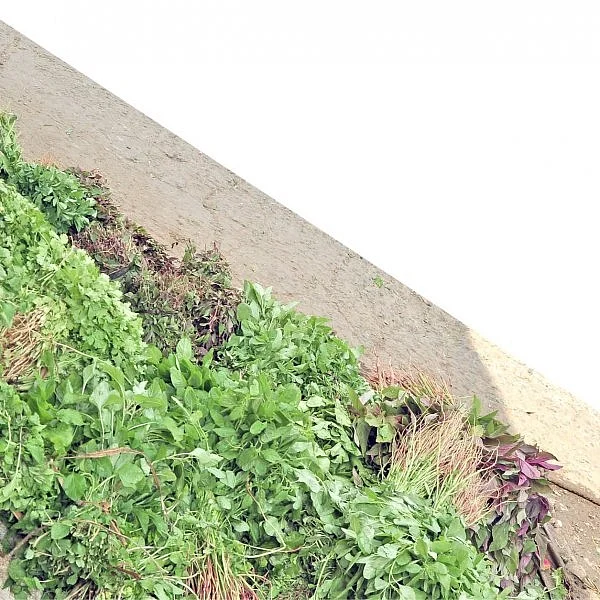 Keerai... The simplest and the most beneficial plant!