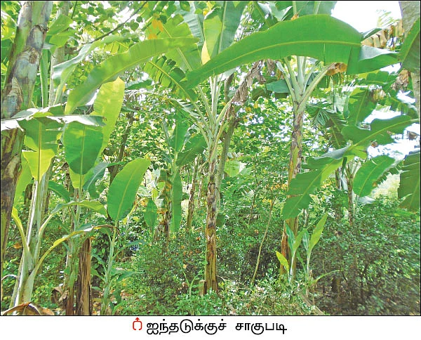 மலைக்க வைக்கும் மலை விவசாயம் - 2 ஏக்கர்... ஆண்டுக்கு ரூ 5.7 லட்சம் வருமானம்