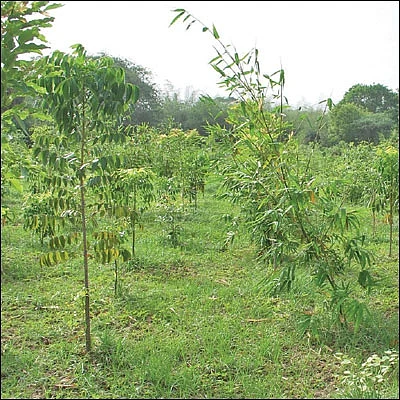 தண்டோரா