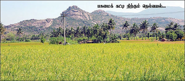 ஒன்றரை ஏக்கர்... 4 மாதம்... 70 ஆயிரம் ரூபாய்...