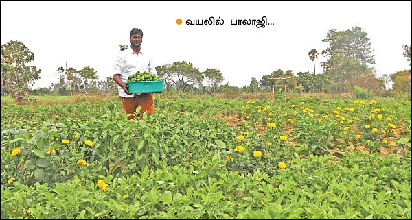 கலப்புப் பயிரில் கலக்கல் வருமானம்!