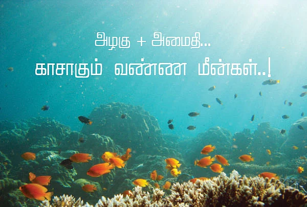 அழகு அமைதி... காசாகும் வண்ண மீன்கள்..!