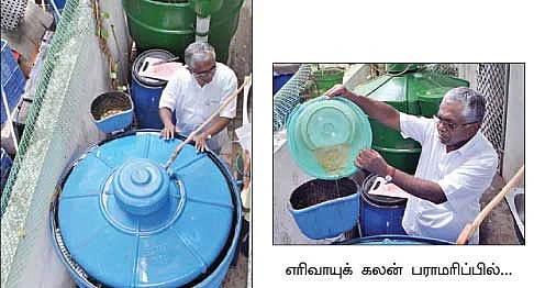 மாடித் தோட்டம்