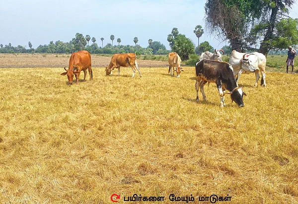 பயிரும் கருகுது... உயிரும் கருகுது! - பாலைவனம் ஆகும் தமிழ்நாடு