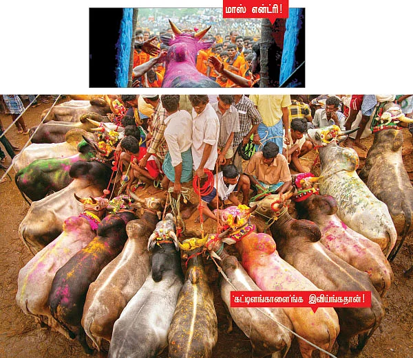 ஏலே செவல... அழுத்திப் பிடிடா திமில..!