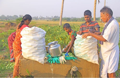 முள்ளு கத்திரி... குண்டு கத்திரி... கலக்கல் லாபம் கொடுக்கும் கத்திரி!
