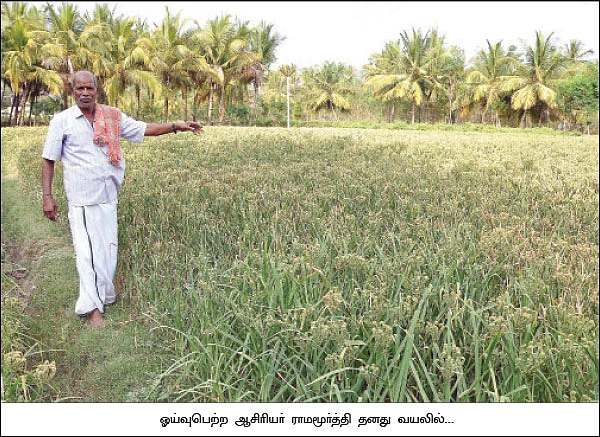 கொட்டிக் கொடுக்கும் கேழ்வரகு...
