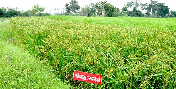 1,000 ரகங்களைத் தேடி...