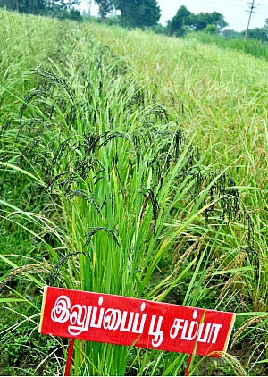 1,000 ரகங்களைத் தேடி...