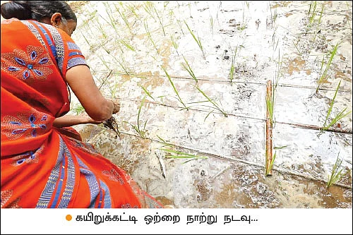 ஏக்கருக்கு ரூ. 99,000... நம்மாழ்வார் கற்றுக்கொடுத்த நல்ல சாகுபடி!