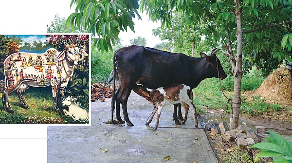 பசுவை போற்றுவோம்...