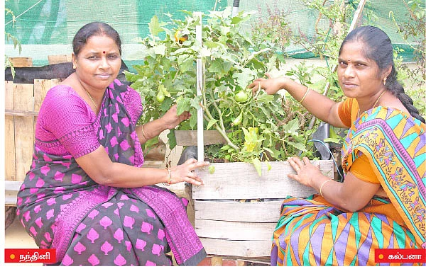 வீட்டுக்குள் விவசாயம் - 13