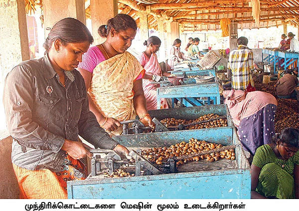 மணக்கும் மருங்கூர் முந்திரி!