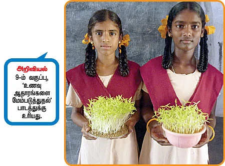 கீரை விதைப்போம்!