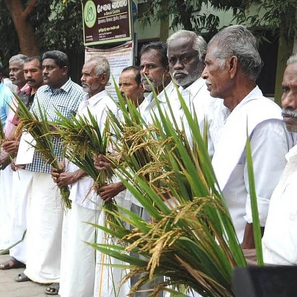பூஞ்சை நோயால் கடும் பாதிப்பு -நெற்பயிர்களுடன் மனு அளிக்க வந்த விவசாயிகள்