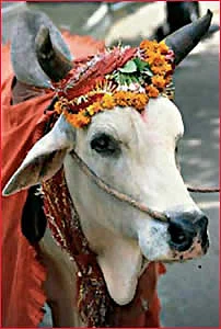 இல்லங்கள் நிறையும் இதயங்கள் பூரிக்கும்! - தை மாத சிறப்பு தொகுப்பு