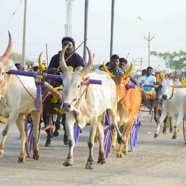 56 மாட்டுவண்டிகள்... 112 மாடுகள்... தூத்துக்குடி சாலையில் சீறிப்பாய்ந்த காளைகள்!
