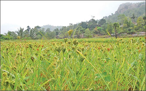 நுண்ணுயிர்களைப் பெருக்கும் வித்தை!