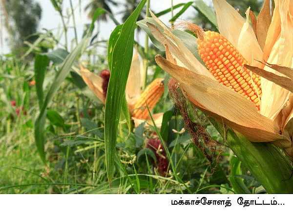 மாற்றுப் பயிராக மக்காச்சோளம்!