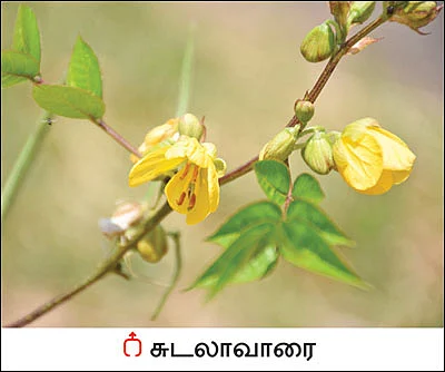 நல்மருந்து தெரிந்த செடிகள்... தெரியாத பயன்கள்! -13