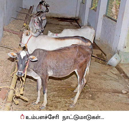 தெம்பான வருமானம் கொடுக்கும் தென்னை...