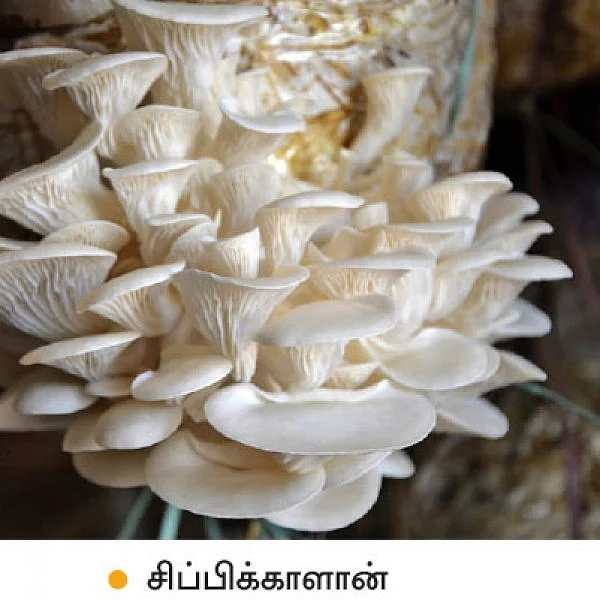 காளான்கள்