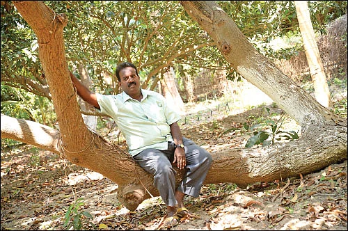 கூட்டு மரச்சாகுபடியில் நிறைவான வருமானம்! - இரண்டரை ஏக்கர்... ஆண்டுக்கு ரூ. 2 லட்சம்...