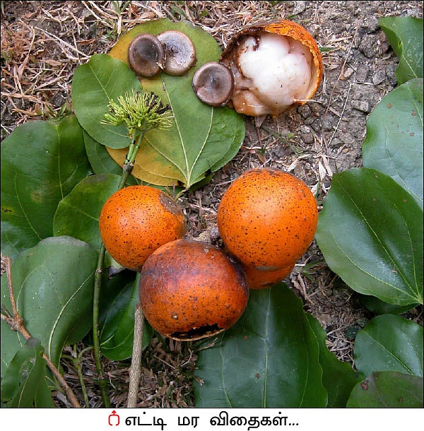 மரம் செய விரும்பு! - 10 - விஷத்தை முறிக்கும் எட்டி!