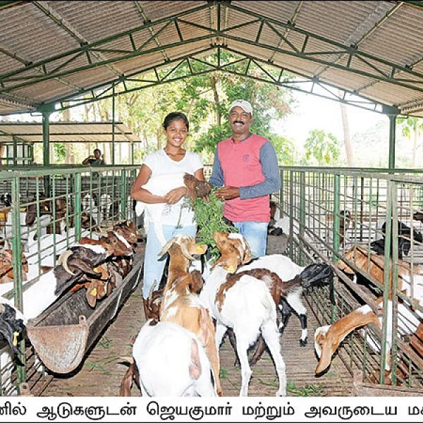 Wonderful Profit by Goat Rearing... 160 goats, Rs 17 lakhs per annum!