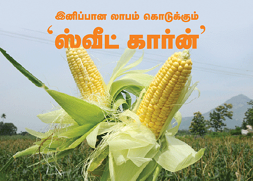 இனிப்பான லாபம் கொடுக்கும் 'ஸ்வீட் கார்ன்’