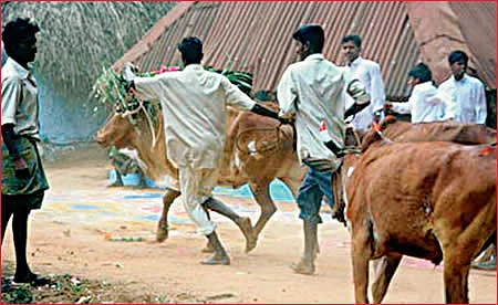 இல்லங்கள் நிறையும் இதயங்கள் பூரிக்கும்! - தை மாத சிறப்பு தொகுப்பு