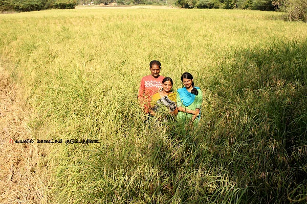 பாடில்லா மகசூல் கொடுக்கும் பாரம்பர்ய ரகம்!